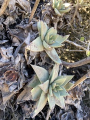 Dudleya cultrata