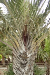 Dypsis decaryi