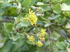 Pyrrhosphodrus amazonus