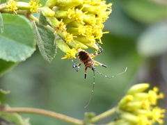 Pyrrhosphodrus amazonus