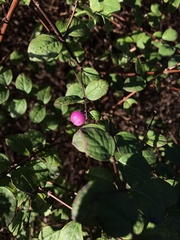 Symphoricarpos × chenaultii