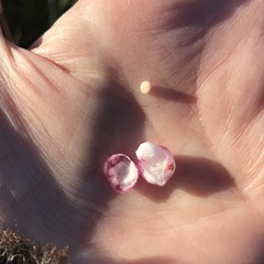 Symphoricarpos × chenaultii