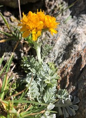 Jacobaea incana