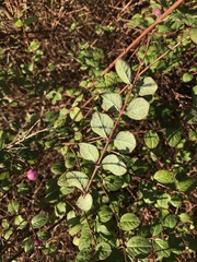 Symphoricarpos × chenaultii