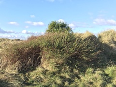 Symphoricarpos × chenaultii