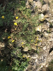 Calendula suffruticosa