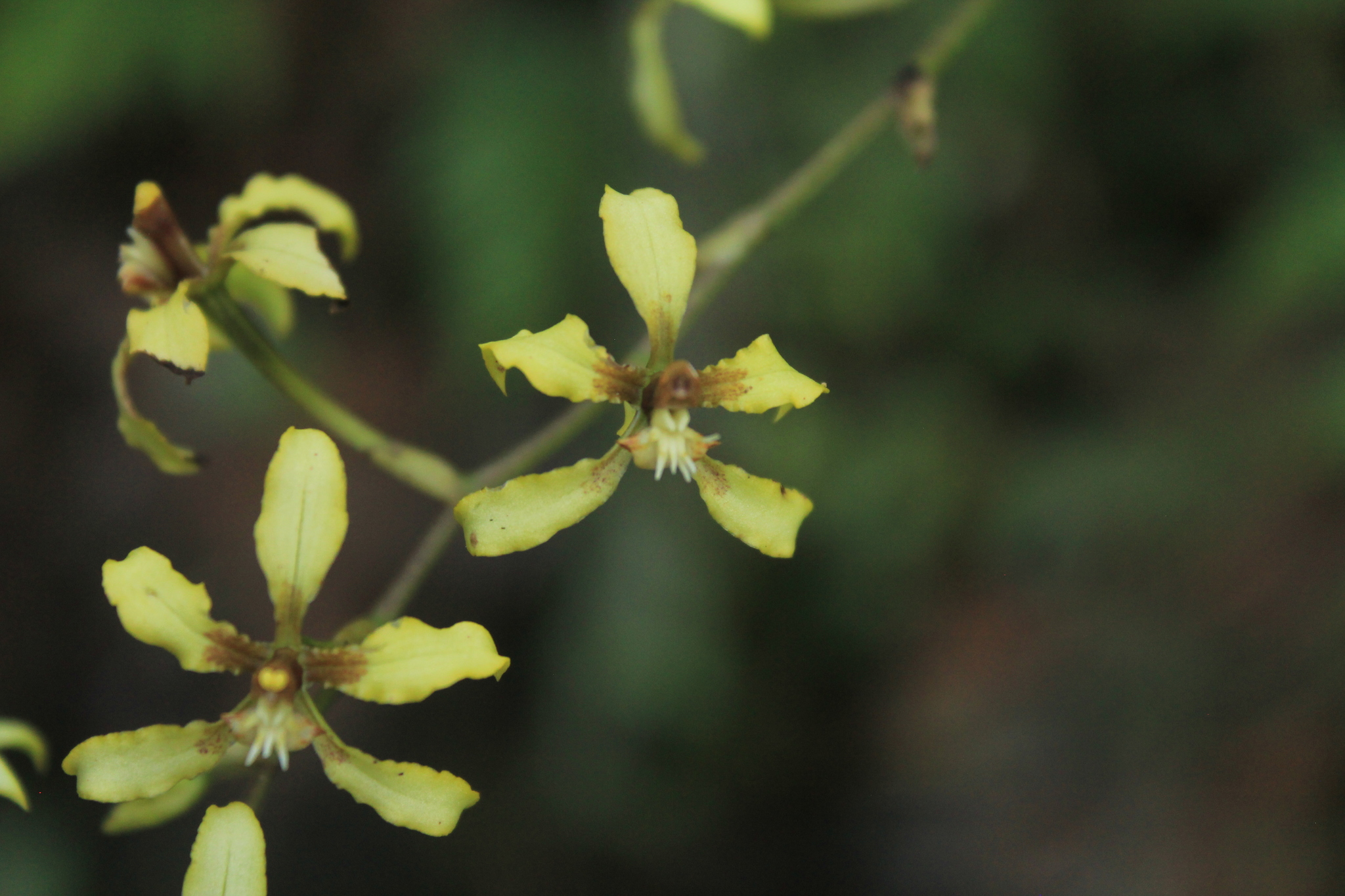 Cyrtochilum leucopterum (Rchb.f.) Dalström 2