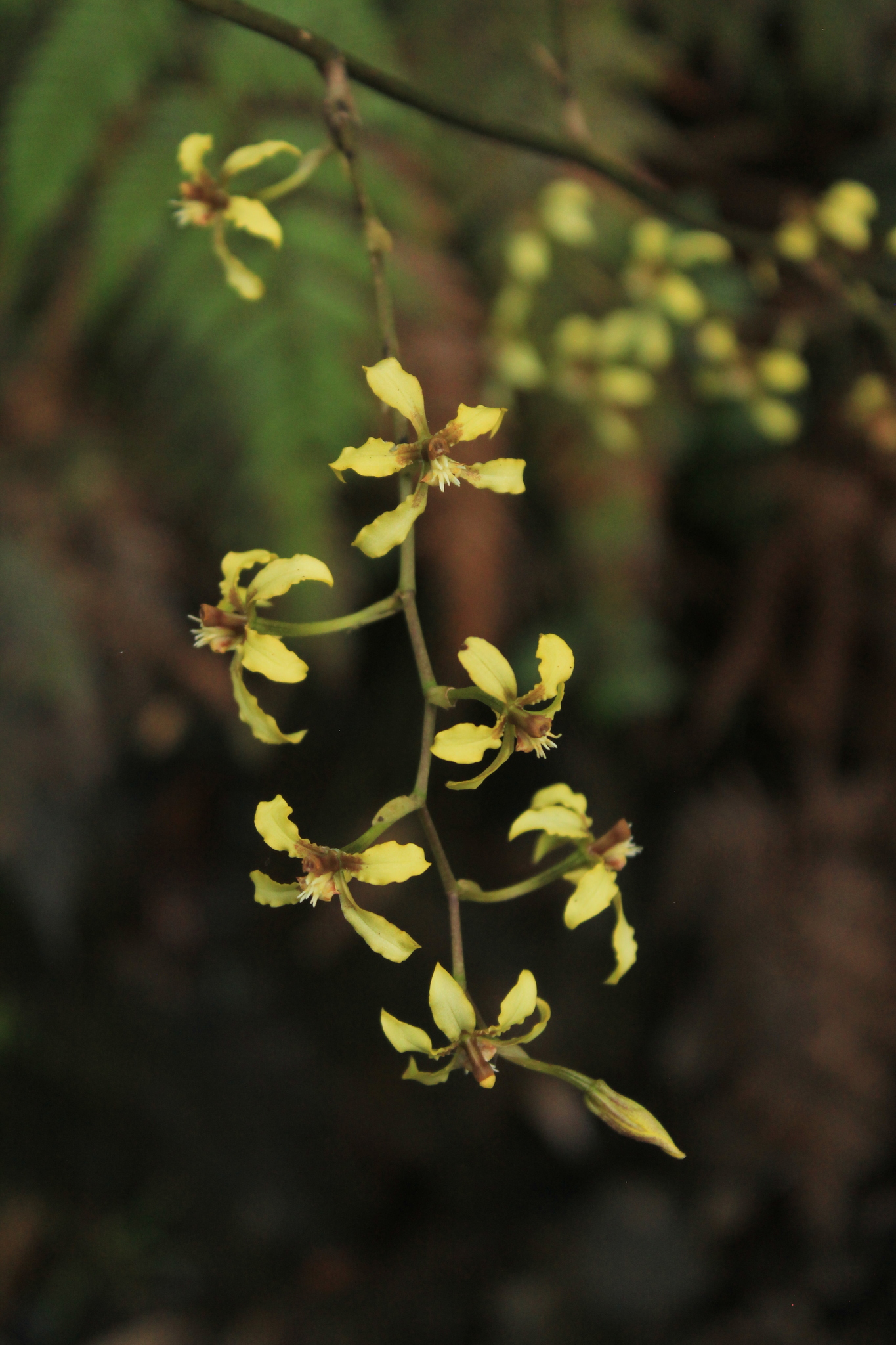 Cyrtochilum leucopterum (Rchb.f.) Dalström 3