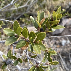 Quercus toumeyi
