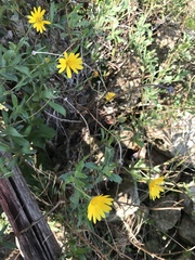 Calendula suffruticosa