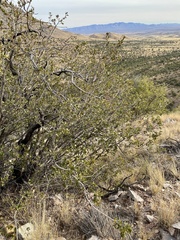 Quercus toumeyi