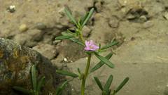 Sesuvium