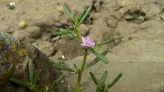 Sesuvium