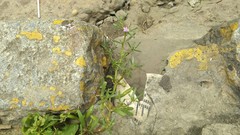 Sesuvium