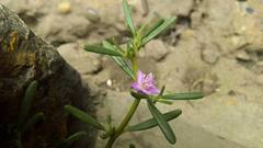 Sesuvium
