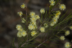 Acacia quadrilateralis