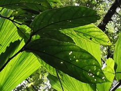 Terminalia bucidoides