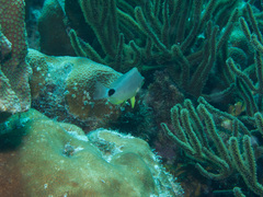 Hypoplectrus unicolor