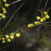 Acacia granitica - Photo (c) quinkin，保留部份權利CC BY-NC