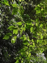 Heliocarpus americanus