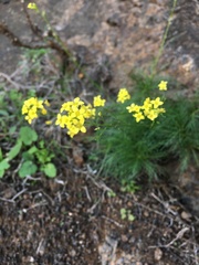 Descurainia preauxiana