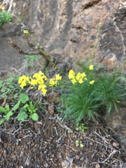 Descurainia preauxiana