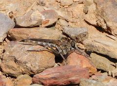 Machimus pilipes