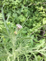 Volutaria canariensis