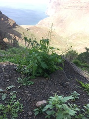 Sisymbrium erysimoides