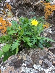 Sonchus brachylobus