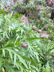 Cheirolophus falcisectus