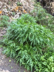 Cheirolophus falcisectus