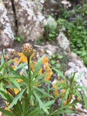 Cheirolophus falcisectus