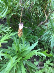 Cheirolophus falcisectus