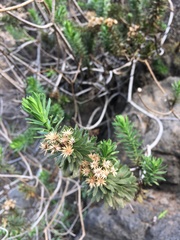 Allagopappus canariensis