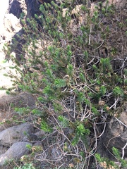 Allagopappus canariensis