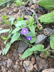 Convolvulus siculus siculus