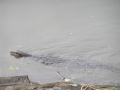 Varanus salvator