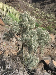 Parolinia filifolia
