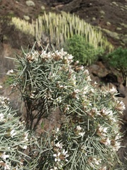 Parolinia filifolia