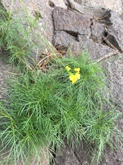 Descurainia preauxiana