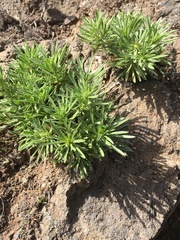 Asteriscus graveolens stenophyllus