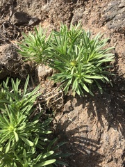 Asteriscus graveolens stenophyllus