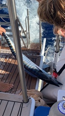 Acanthocybium solandri