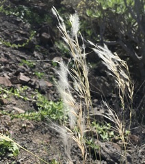 Stipagrostis ciliata