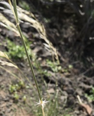 Stipagrostis ciliata