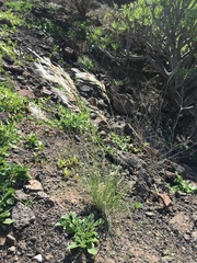 Stipagrostis ciliata