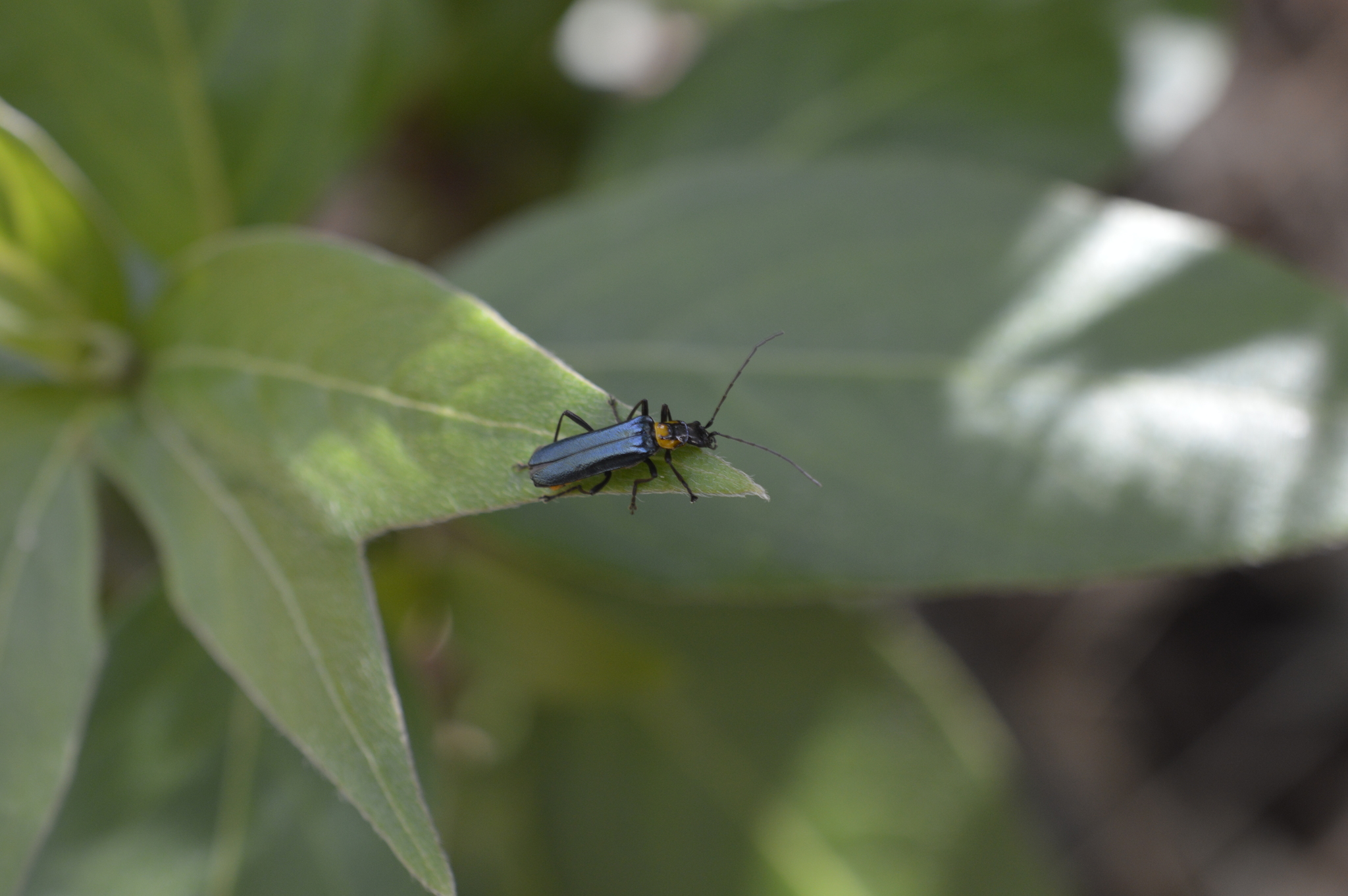 Cantharidae image