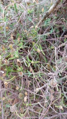 Drosanthemum calycinum