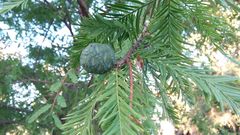 Taxodium distichum